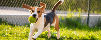 Leren apporteren in 7 stappen