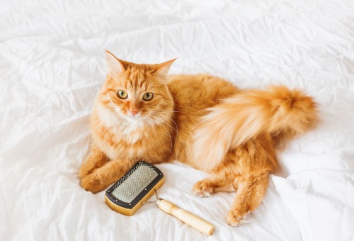 Gezonde vacht voor je kat