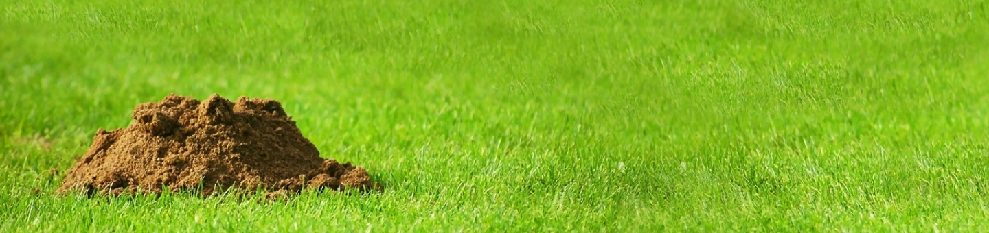 Se débarrasser des taupes 