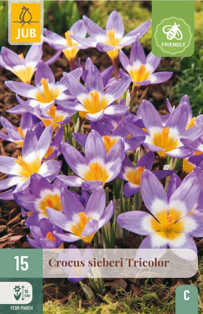 X15 Crocus Sieberi Tricolor 5/+