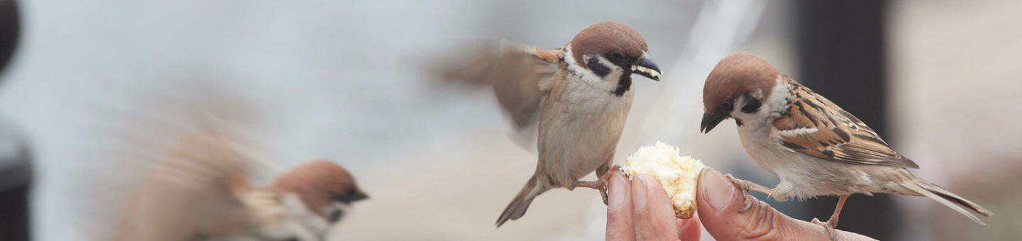 Oiseaux du jardin cupcake Oiseaux du jardin cupcake
