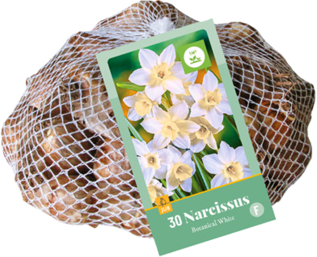 X 30 Narcissus Botanisch Wit 10/12