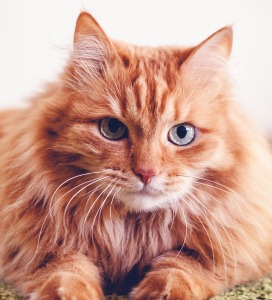Kat