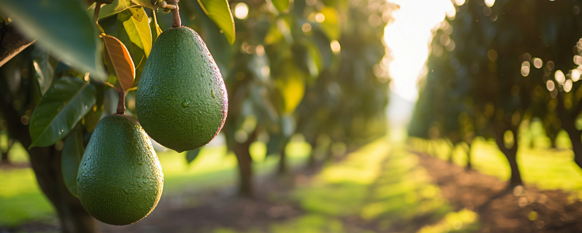 Planter un arbre fruitier : quelques conseils