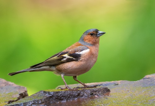 Vink Vink