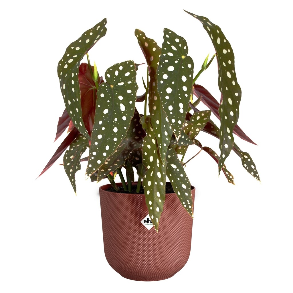 Jazz Rond 19cm rouge toscane