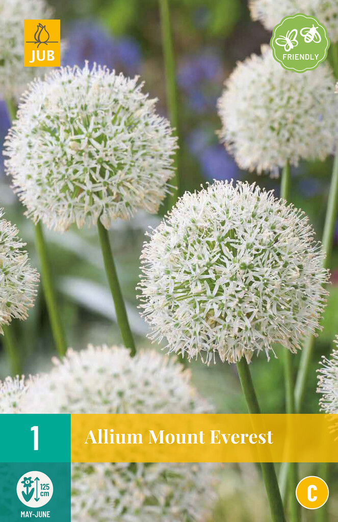 X 1 Allium Mount Everest