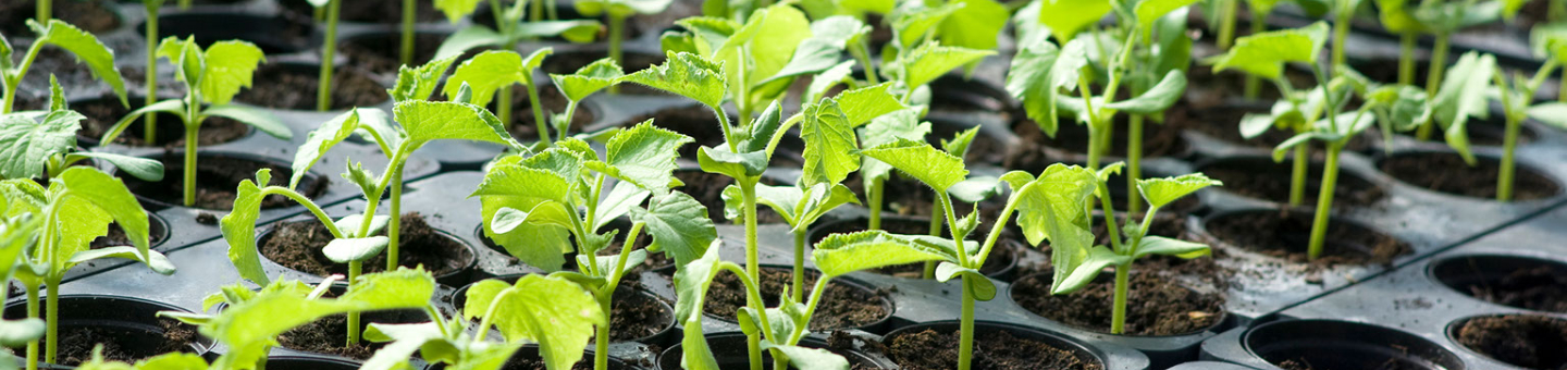 Planten voor in de moestuin Planten voor in de moestuin