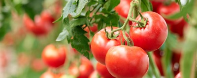 Semer des tomates en 7 étapes