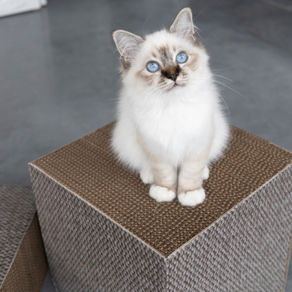 FREYA Cardboard scratcher block S FREYA Cardboard scratcher block S