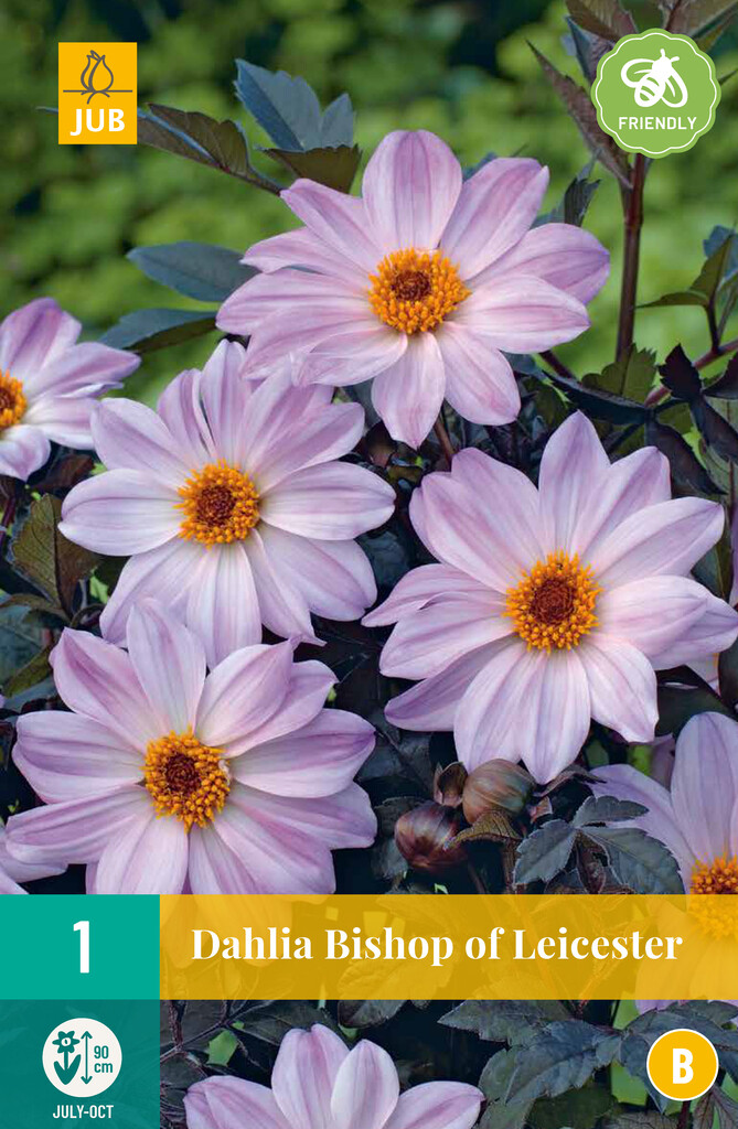 X1 Dahlia Bishop of Leicester