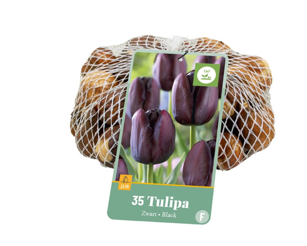 X35 Tulipa Zwart 10/11