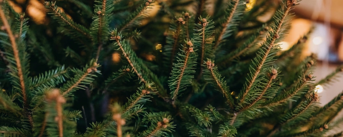 Trucs & astuces pour entretenir son (vrai) sapin de Noël