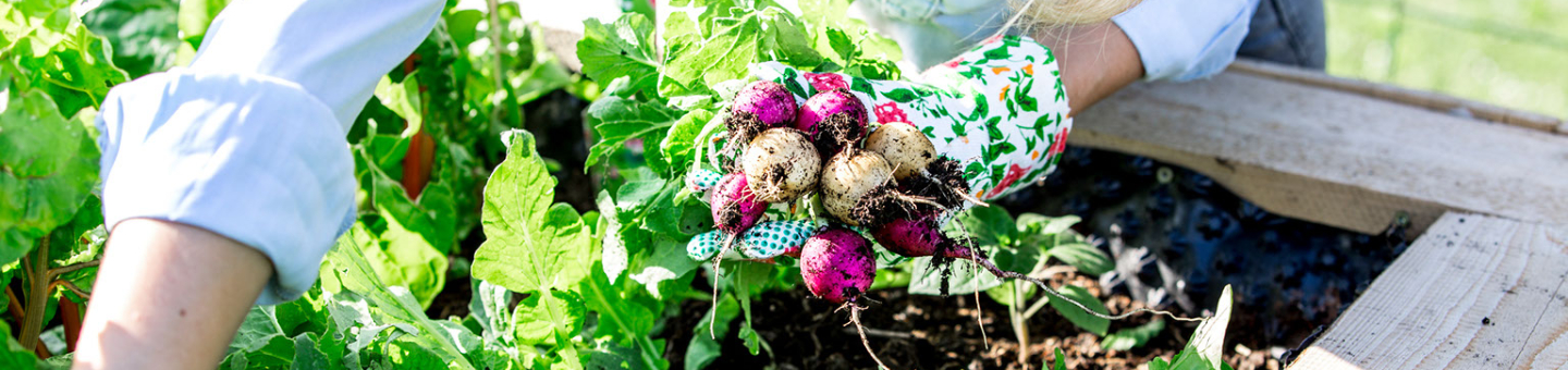 Moestuin in 7 stappen Moestuin in 7 stappen