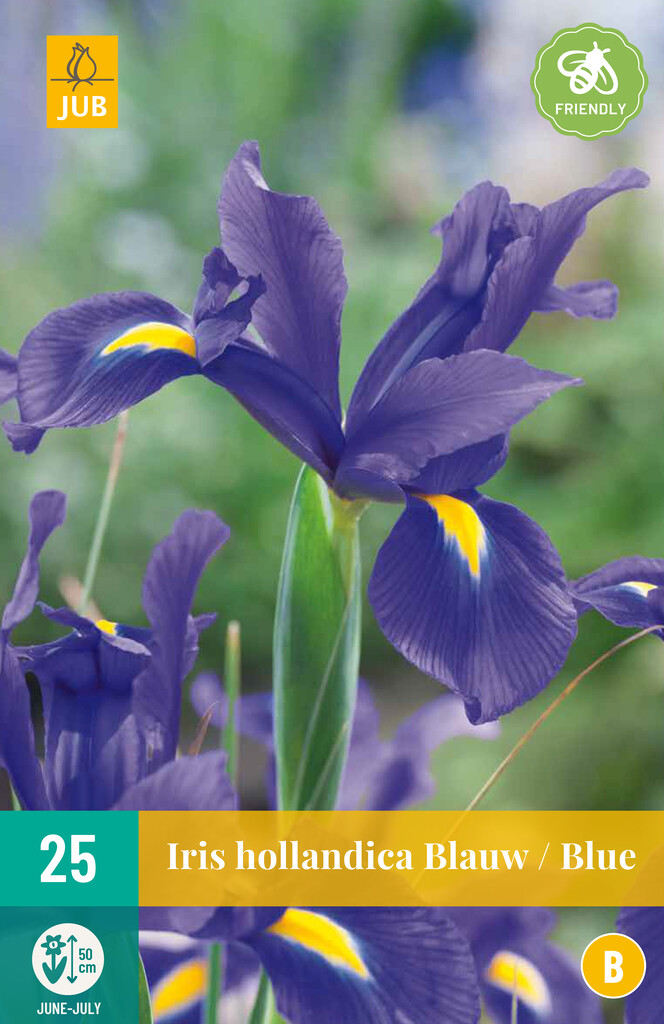 X 25 Iris hollandica Blauw