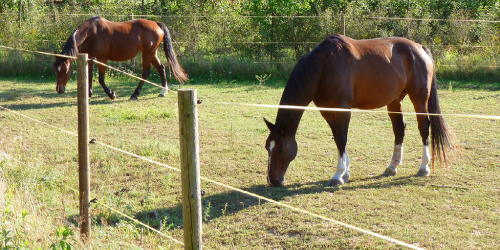 Omheining voor paarden Omheining voor paarden