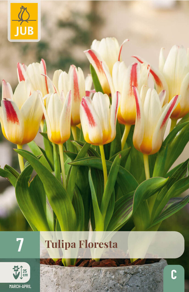 X7 Tulipa Floresta 11/12