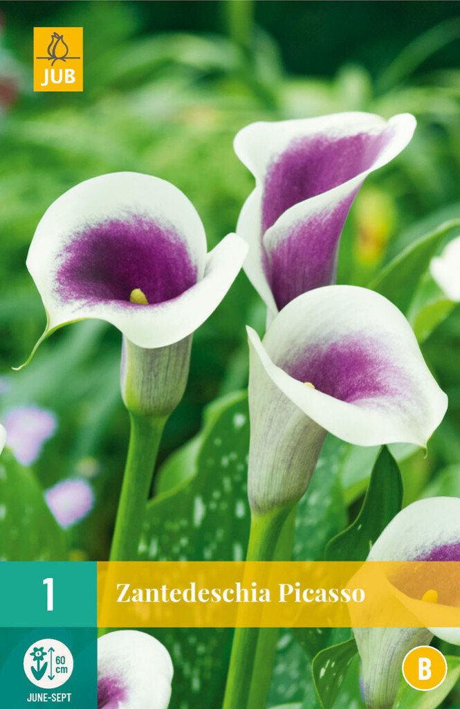 X 1 Zantedeschia Picasso X 1 Zantedeschia Picasso
