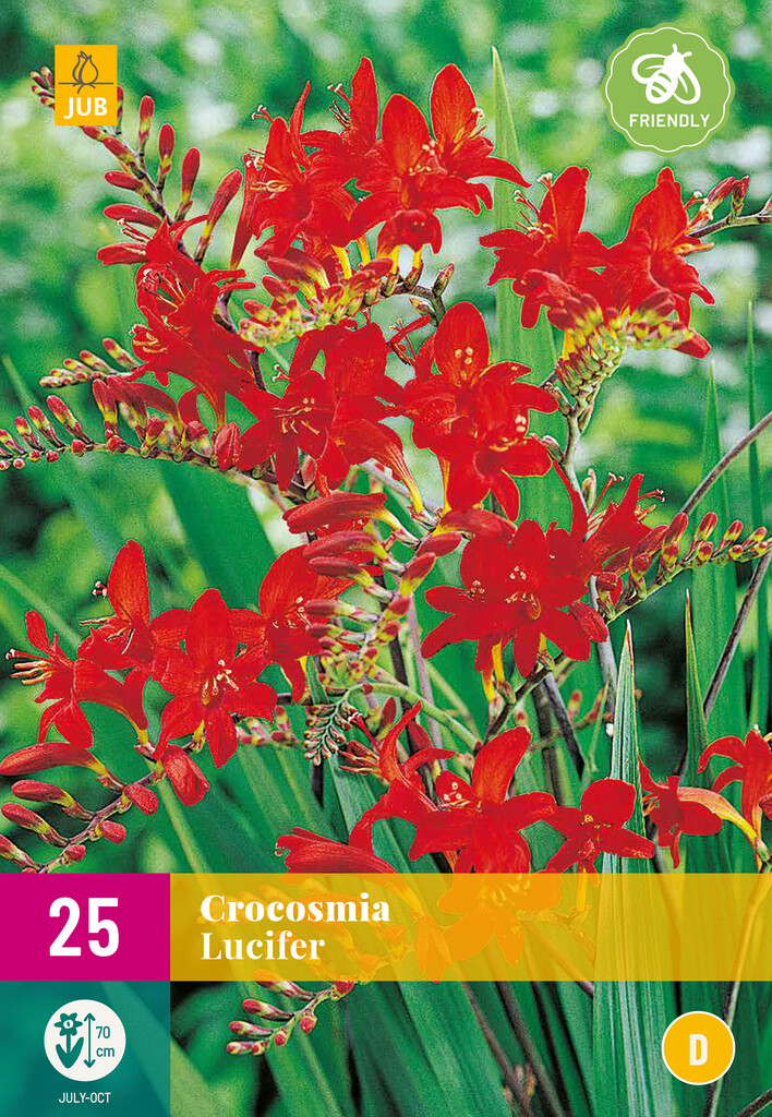 X25 Crocosmia Lucifer
