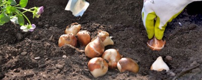 Planter des bulbes à fleurs en pleine terre