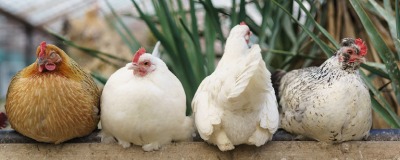 burgemeester Sociologie Hoofdkwartier De verschillende kippensoorten | Horta Tuin & Dier