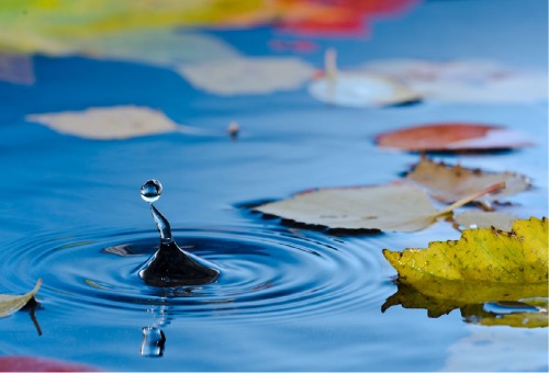 Jardin le mois d'octobre - étang