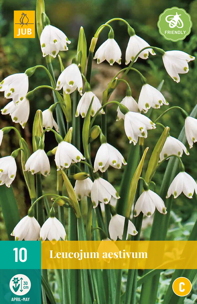 X 10 Leucojum aestivum