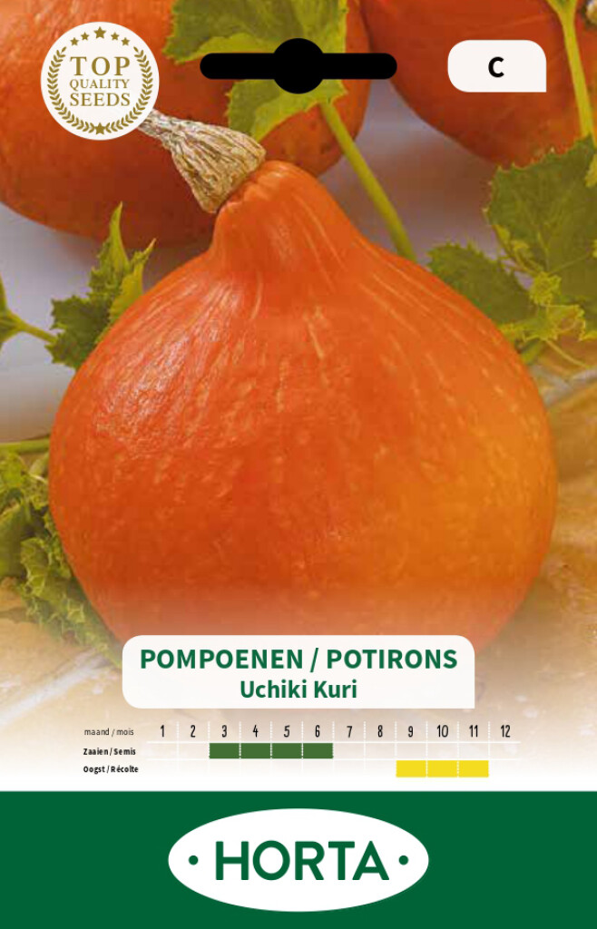 Pompoen Uchiki Kuri