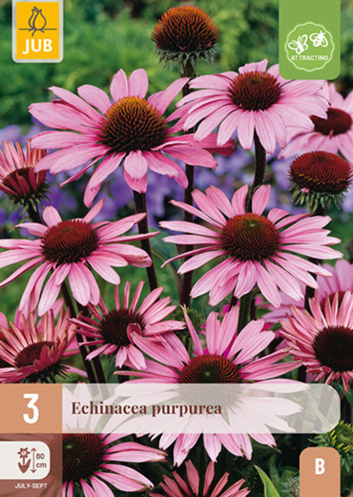 X3 Echinacea Purpurea