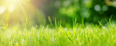 Bleek gazon weer laten stralen  Bleek gazon weer laten stralen