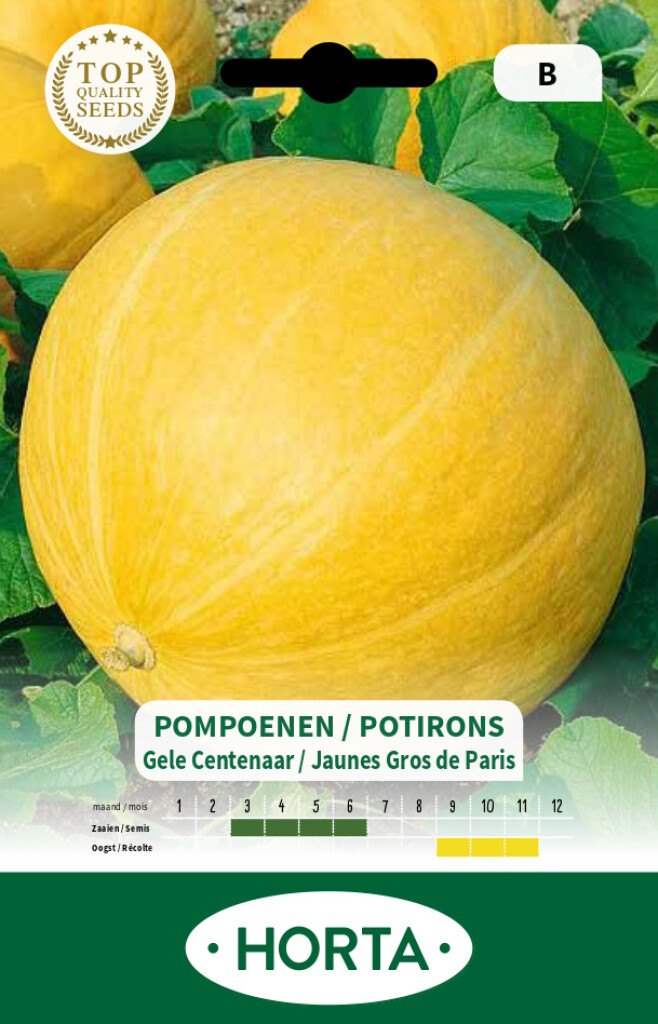 Potiron jaune Gros de Paris