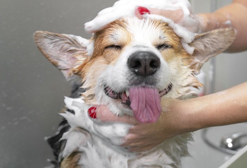 Bescherming huisdier