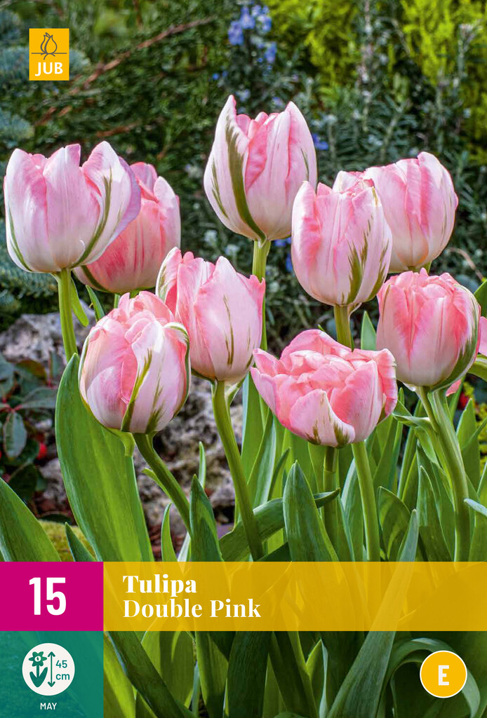 X 15 Tulipa Double Pink