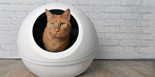 Ingang kattenbak Ingang kattenbak