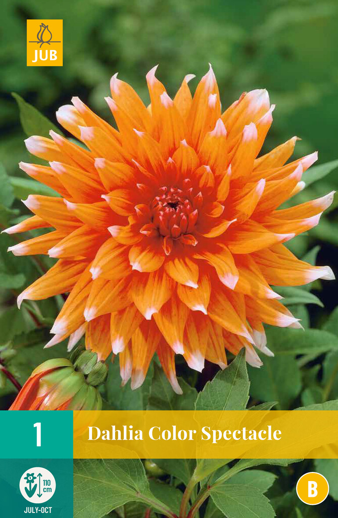 X1 Dahlia Color Spectacle