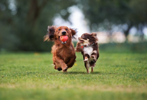 Honden Honden