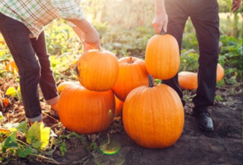 Jardin le mois d'octobre - potager