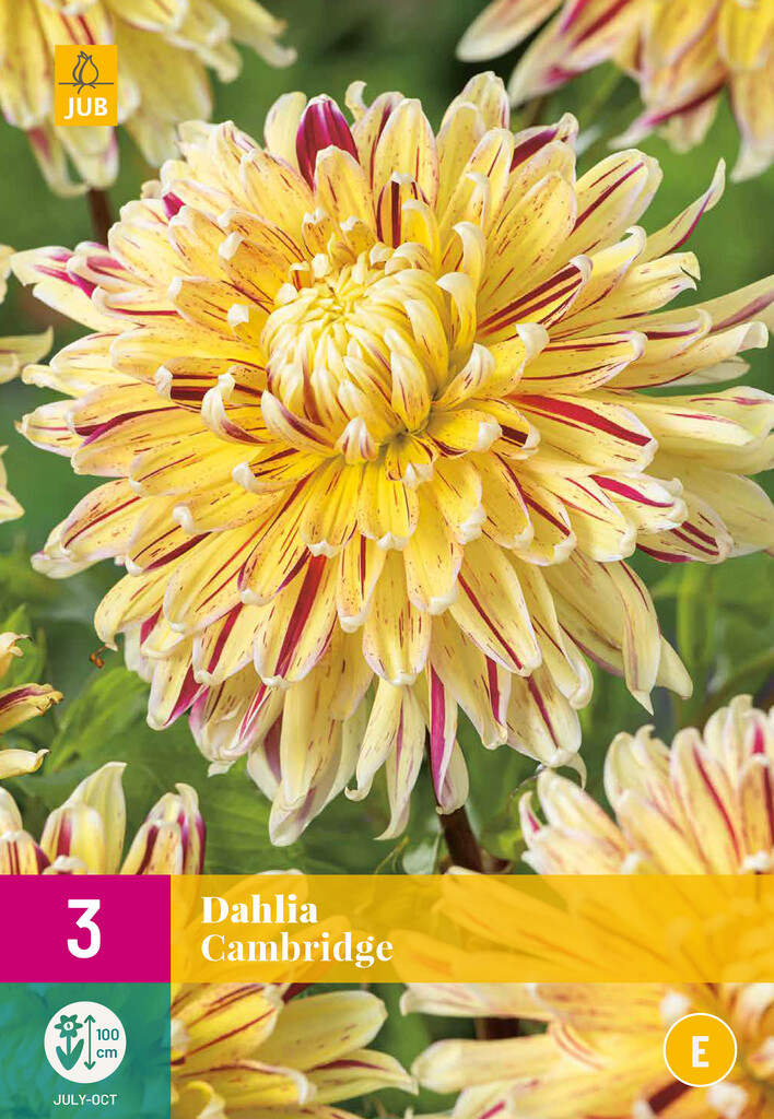X3 Dahlia Cambridge