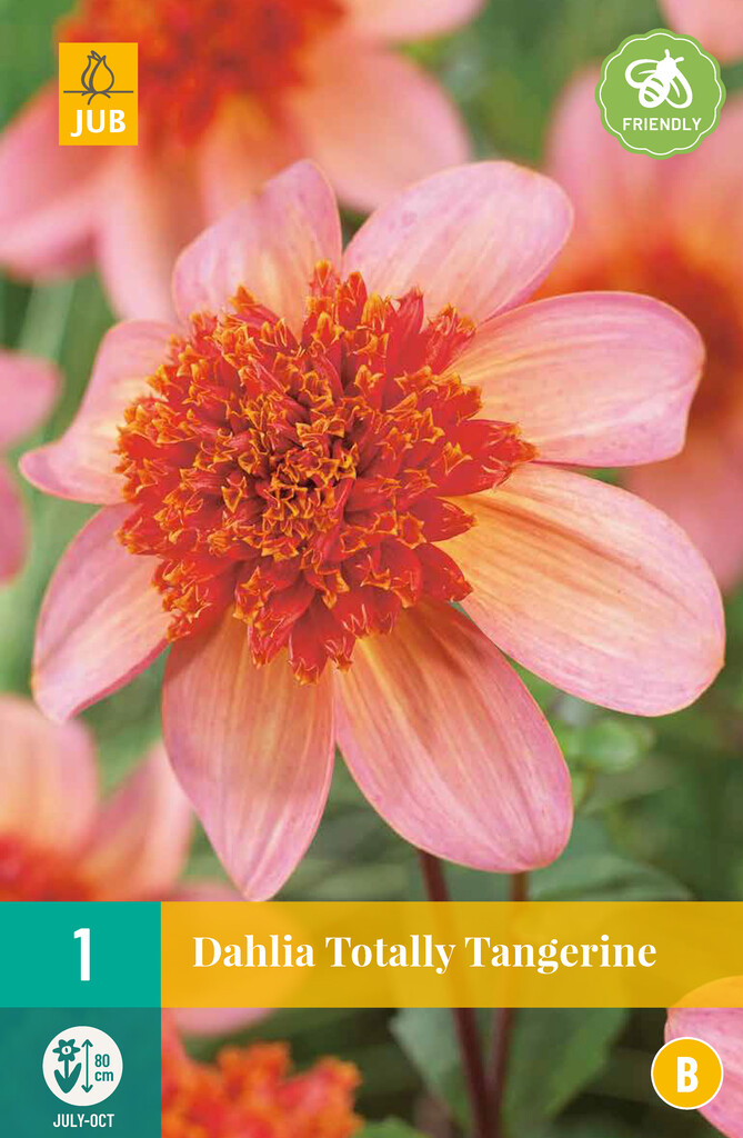 Dahlia Totally Tangerine - 1 stuk