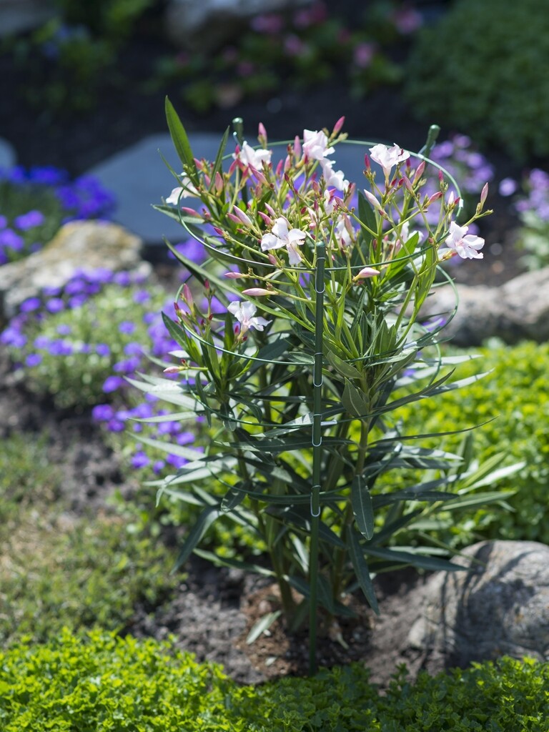Plantensteun Plantensteun