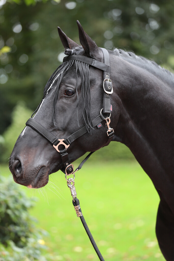Frange anti-mouches poney