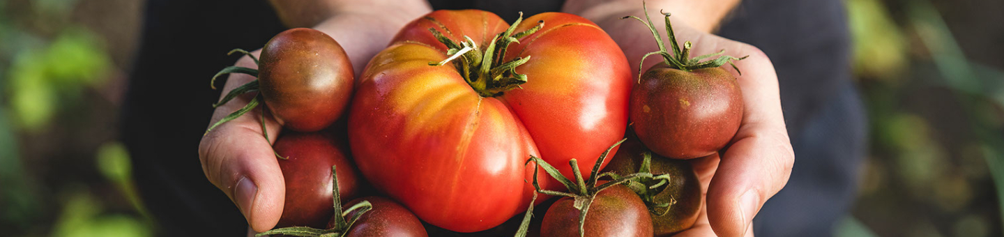 Brochure tomates Brochure tomates