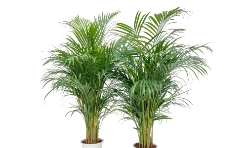 Areca