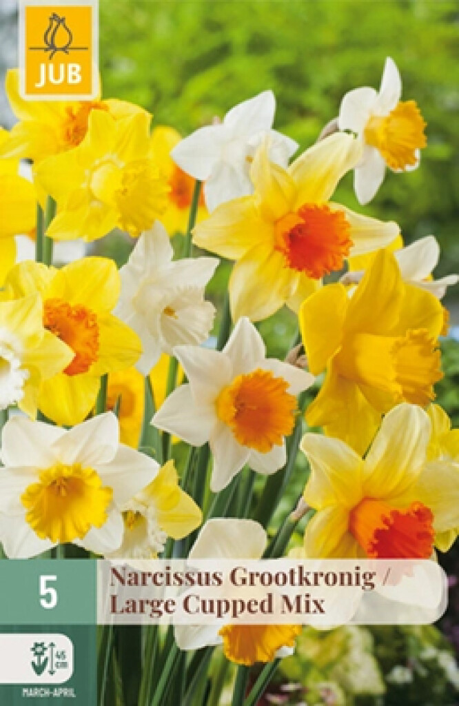 X5 Narcissus Grootkronig Mix