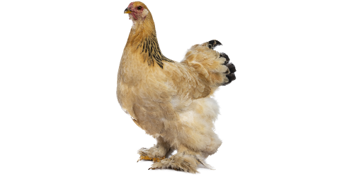 Poule Brahma Poule Brahma
