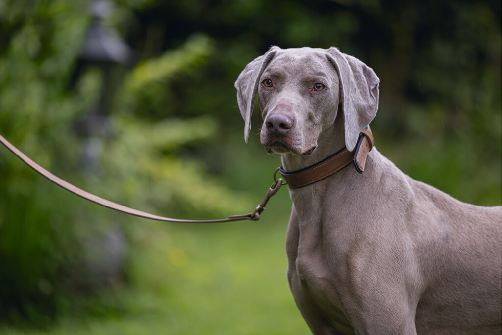 Balacron Laisse Ax Brun 100x2cm Balacron Laisse Ax Brun 100x2cm