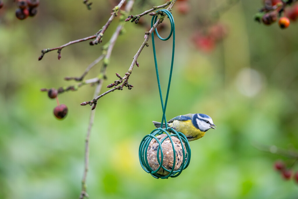 Support pour boules de graisse