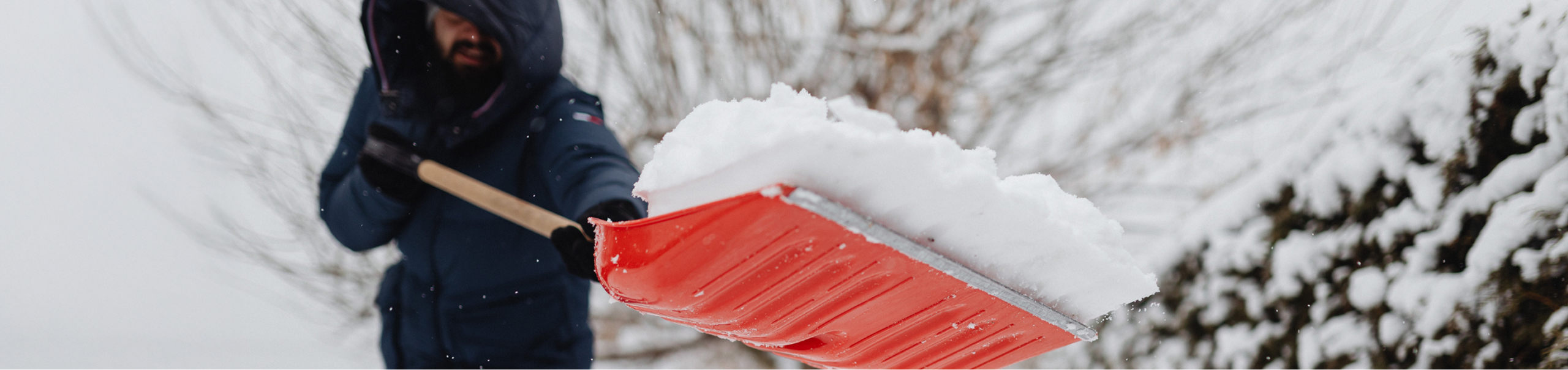 Que faire dans le jardin : décembre