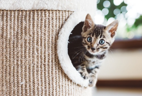 Quality time met je kat Quality time met je kat