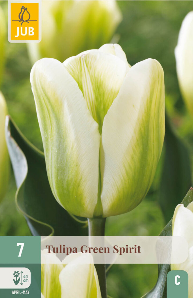 X7 Tulipa Green Spirit 11/12